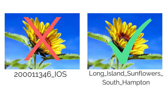 image title 200011346 IOS versus long island sunflowers south hampton