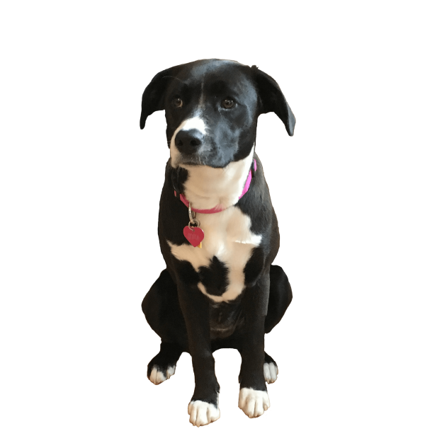 sofia company mascot sofia